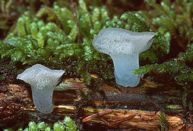 Pseudohydnum gelatinosum
